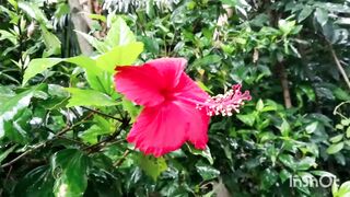 natural beautiful video