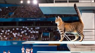 Cbj cat diving