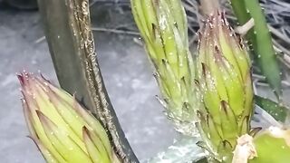 ততযবর ডরগনর ফল বশ বড হযছ অলপ কযক দন youtube( Upload