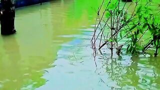 বনয, সপট পলজ
