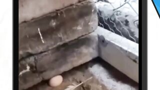 Itu anak gua bang!
