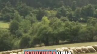 АВТОХОННИ ПОРОДИ ОВЦЕ  КРАЙ ЧИПРОВЦИ