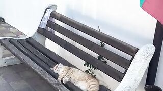 ЕДИН КОТАРАК