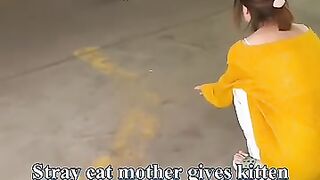Mother cat gives away her baby rescuecat straycat kitten