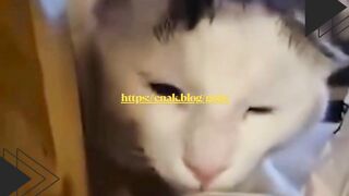 Begitu makanan nongol, si kucing langsung main hajar aja!