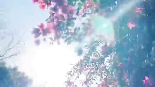 Beutiful Flowers, Viral