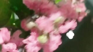 Flower video 2