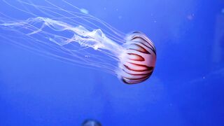 The Majesty of Gods Creation in Animals