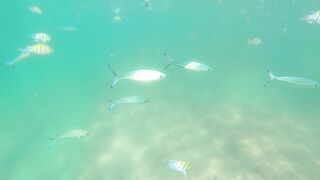 Colorful Marine Fish for Home Aquariums