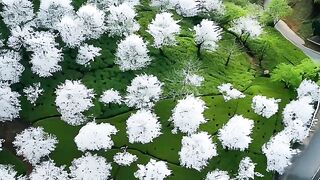 Natures beautiful creation a paradise of white flowers!