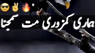 A Falcon Soaring by the Command of His Lord