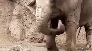Elephant resque the deer