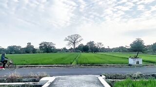 Morning Ride Vibes  Fresh Air  Rice Field Dreams