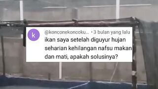 Kolam saya juga terkena hujan tapi ikan lele sehat, kenapa ikan lele kalian oleng
