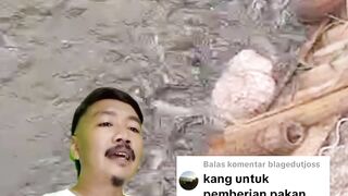 Lele ukuran ini yang aman diberi pakan alternatif