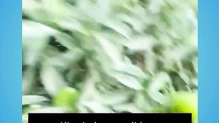 Ternyata bukan hanya di iklan, tapi hewan ini benar adanya - Adobet88