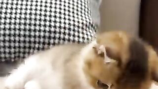 Funny cat moment 2
