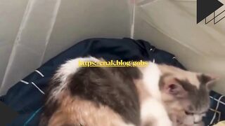Ibu kucing ini kayaknya lupa kalau dia punya anak