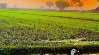 কমন লগল
