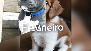 O mês dos cachorros