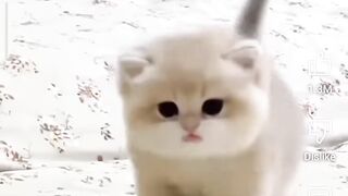 Its a meaw