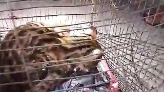 Tell me the name of this animal.