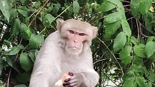 animal funny video 5