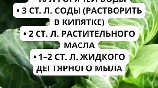 ЗА ВРЕДИТЕЛИТЕ ПО ЗЕЛЕТО БЕЗ ХИМИЯ