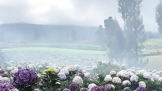 Hydrangea Haven