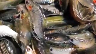 Bangladesh fish