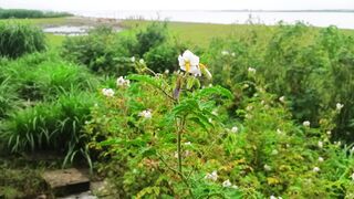 Flower of Uk