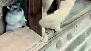 Funny Cats Video 4