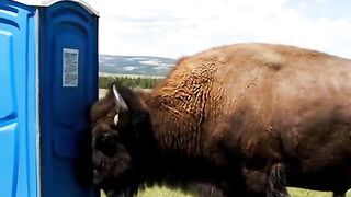 Fun   masti    FunVideo  funnyreels 174