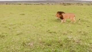 Lions Meet Up With Emotions
