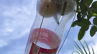 Best Technique to Pluck Fruit