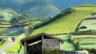 Green Vibes Mountain Views!
