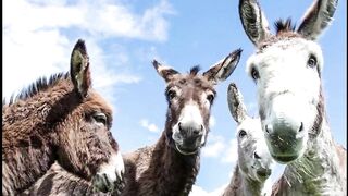2 Chinese companies apply for license to export donkey meat from Pakistan