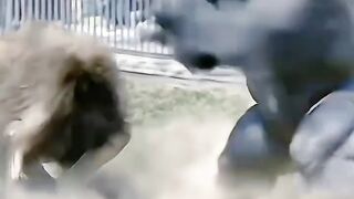 Gorilla vs Lion Fight Caught on Camera!  Ultimate Jungle Battle