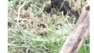 A monitor lizard running