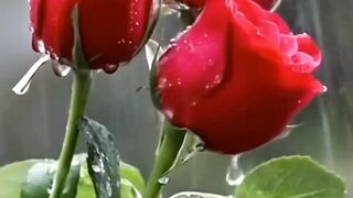 My video 116