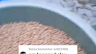 Kenapa ganti jenis pakan pelet gak boleh tapi ganti pakan alternatif boleh