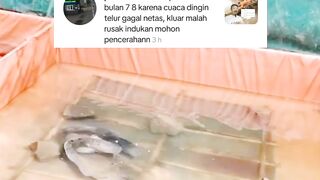 7X gagal mijahkan, dia gak sadar saat ini sedang musim apa