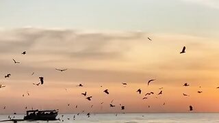 Sunset Spectacle Bird Party!