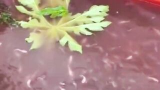 Daun pepaya di blender lalu dimasukan kekolam lele, Apa manfaatnya