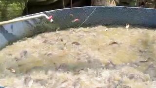 Apakah benar jika pelet kering susah dicerna oleh pencernaan ikan lele