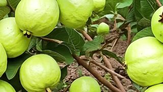 Grow Guava Tree Faster with These Simple Tips!