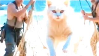 Brave Cat Rescues Mermaid from Evil Fishermen 2
