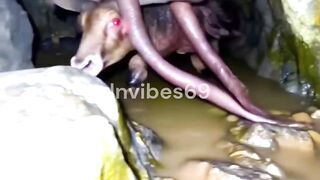 7 Unexplained Things Wild Creatures Do!