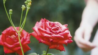 Peaceful Islamic Rose Garden   Beautiful Nature  Calm Nasheed