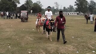Horse the power